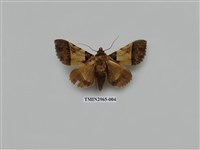 藏品(夜蛾337)的圖片